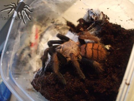 chilobrachys_fimbriatus.jpg
